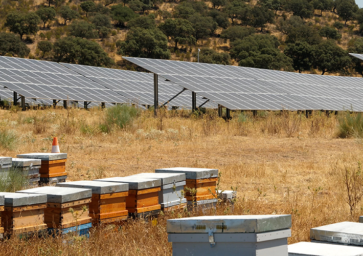 foto noticia Día Mundial de las Abejas. Iberdrola instala 1.234 colmenas en instalaciones renovables.